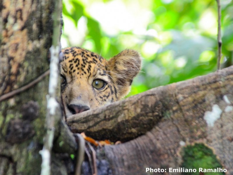 Amazônia - Uakari Lodge - Jaguar Expedition na Reserva Mamirauá