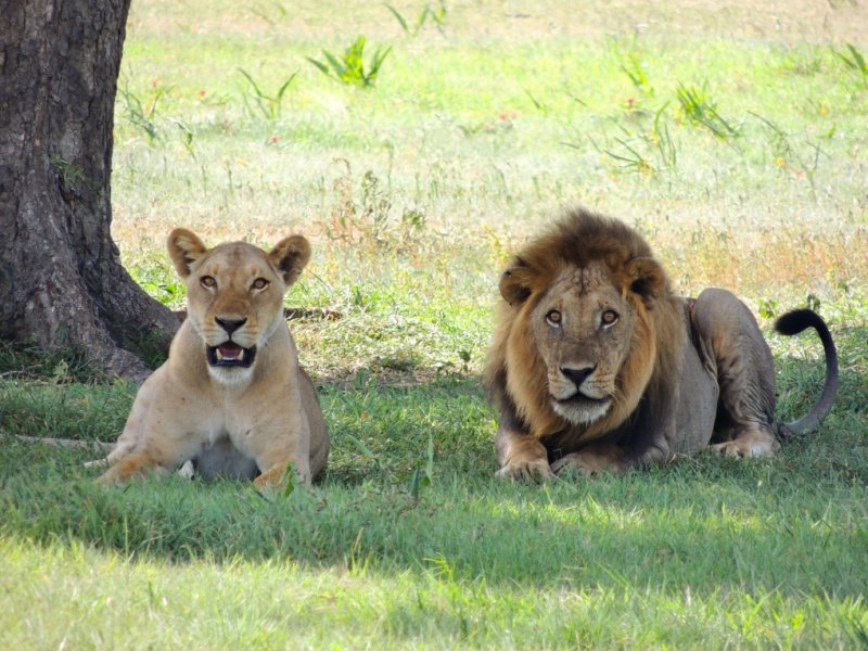 Safari na Tanzania