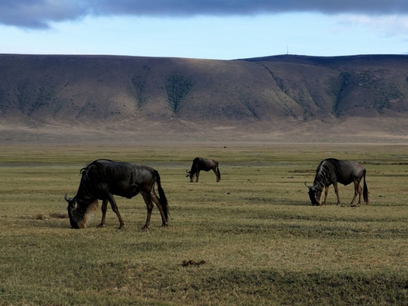 Cratera de Ngorongoro