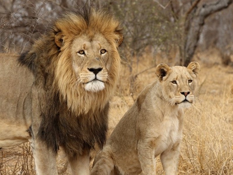 Kruger