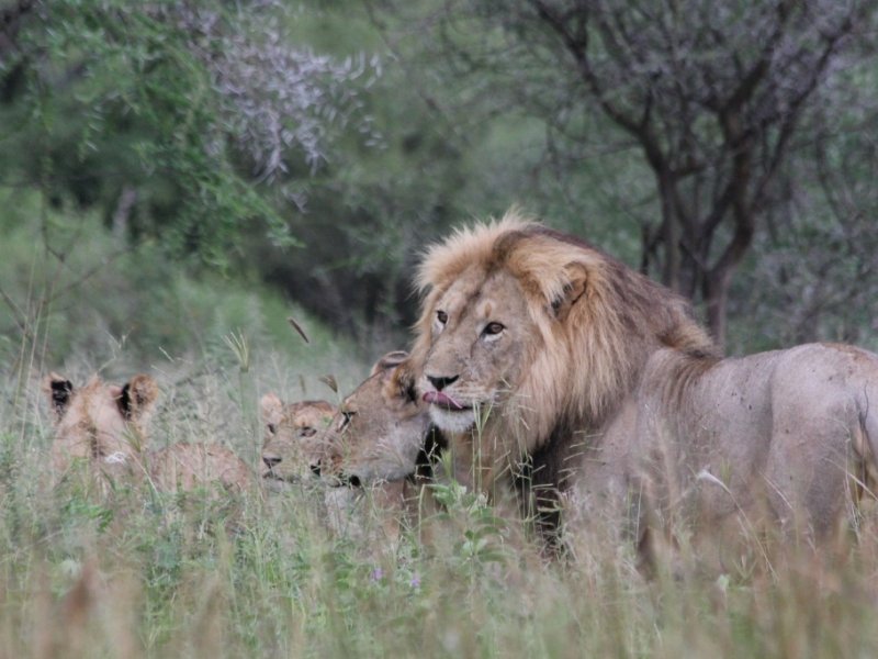 Dia de Safari