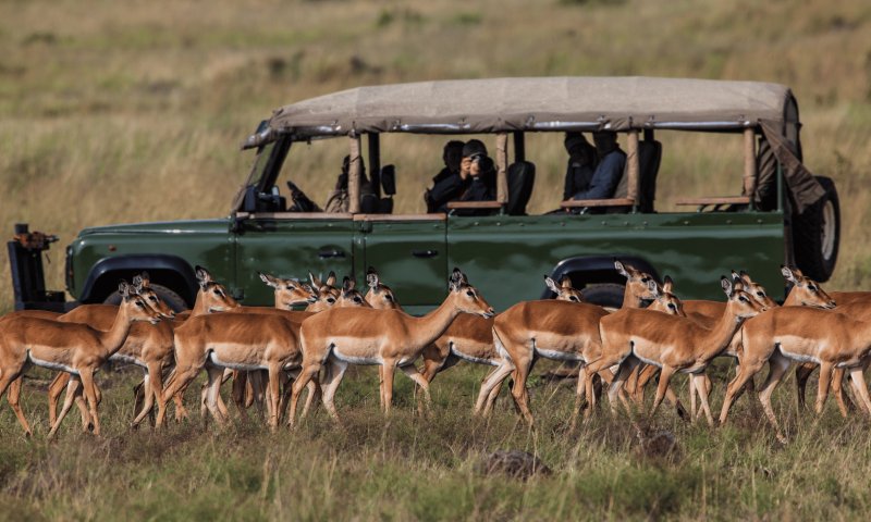 Safari no Quênia e Tanzânia - Com Serengeti e Amboseli