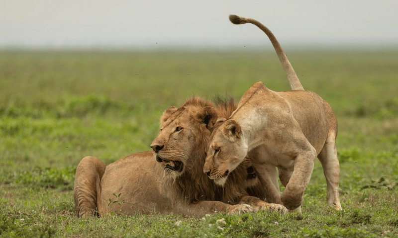 Safari de Luxo no Quênia e Tanzânia