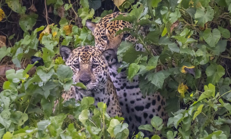 Cruzeiro no Pantanal - Porto Jofre x Corumbá