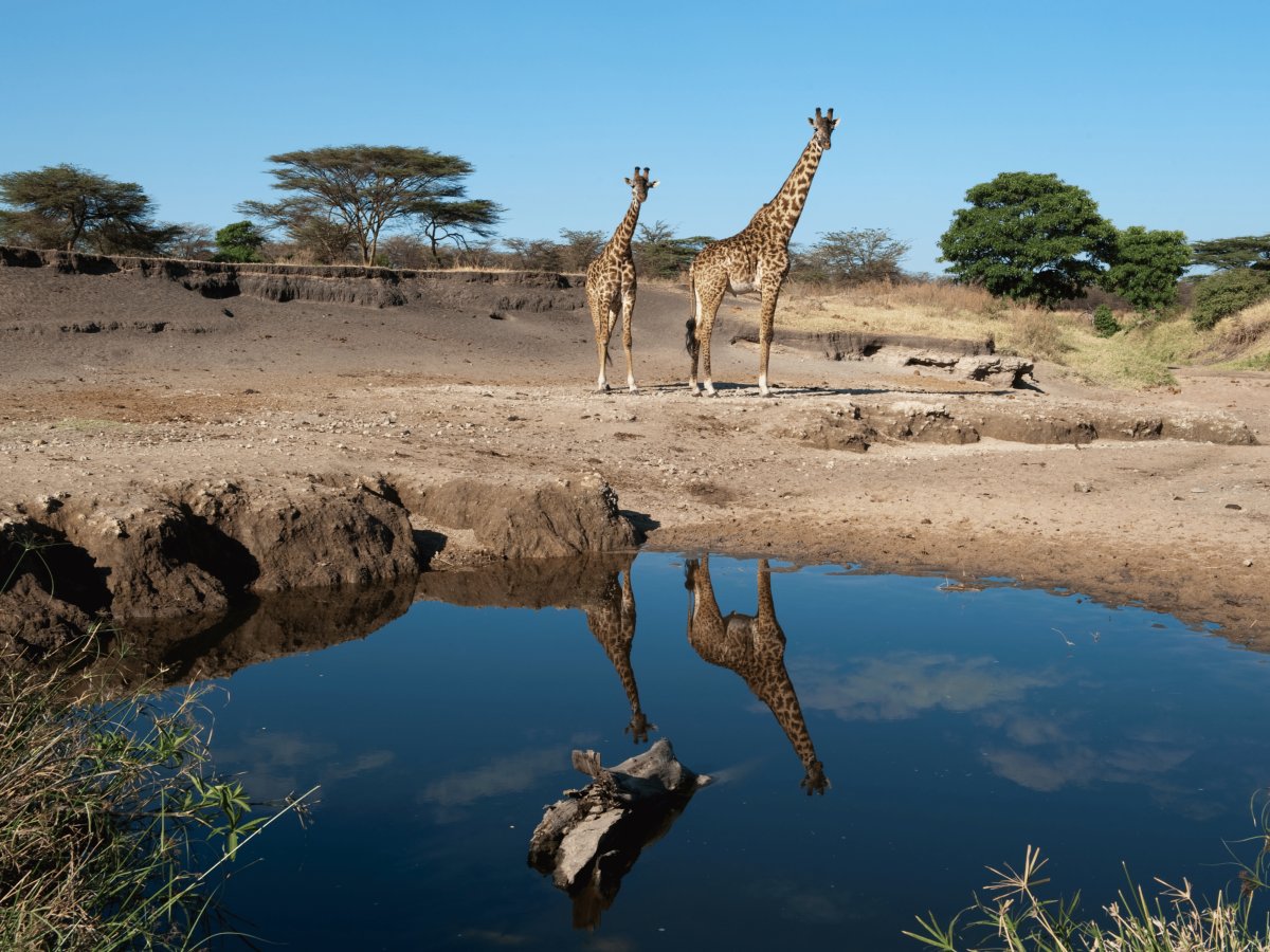 Pacotes de Viagem para Safari na Tanzânia