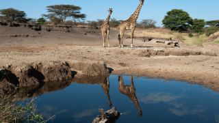 Pacotes de Viagem para Safari na Tanzânia