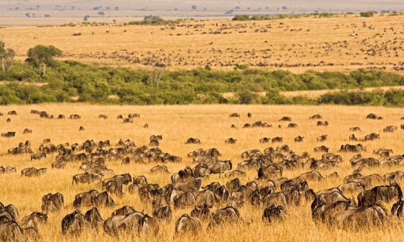 Safari no Quênia e Tanzânia