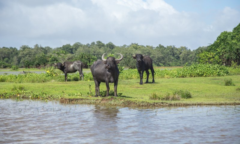 Pará - Descubra Belém e a Ilha de Marajó 