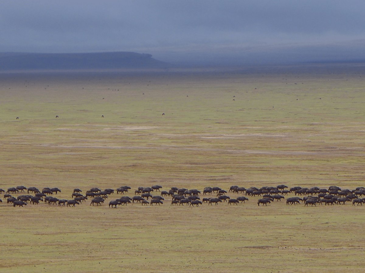 Pacotes de Viagem para Safari na Tanzânia