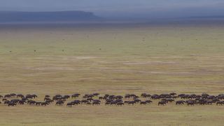Pacotes de Viagem para Safari na Tanzânia