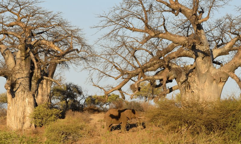 África do Sul – Cape Town e Safari no Kruger – Sabi Sabi Private Reserve