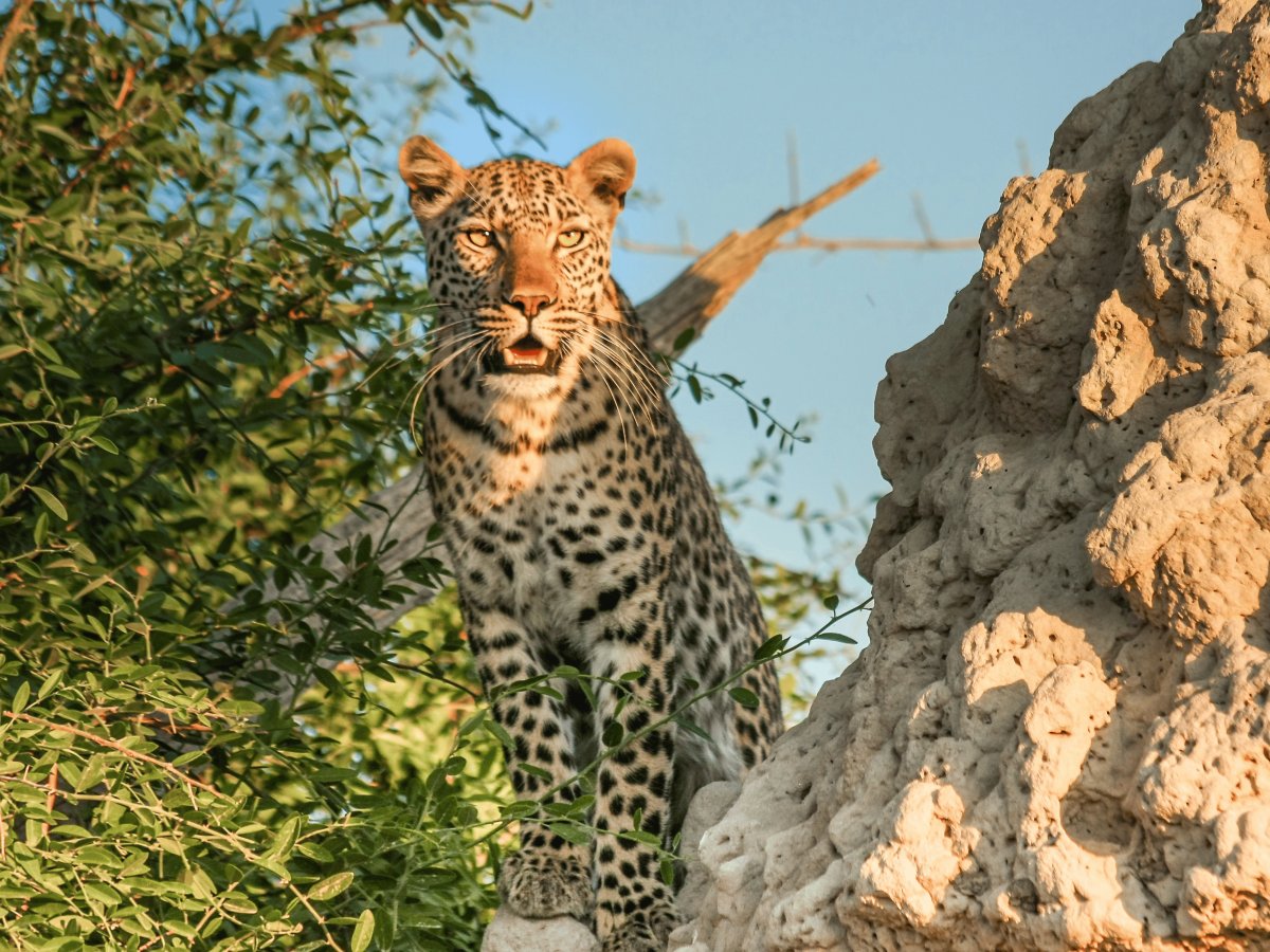 Pacotes de Viagem para Botswana