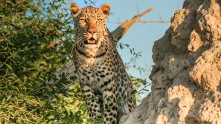 Pacotes de Viagem para Botswana
