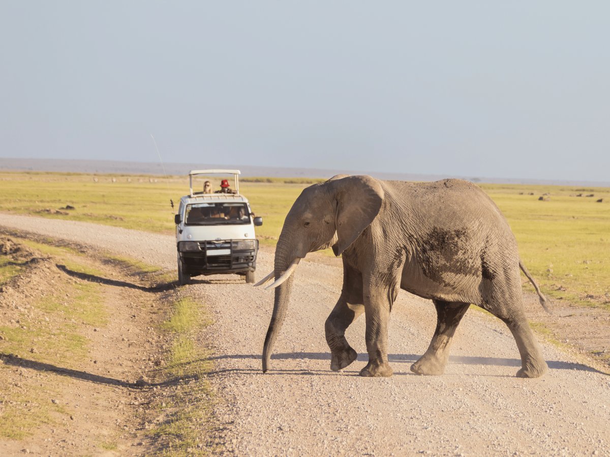 Pacotes de Viagem para Safari na Tanzânia