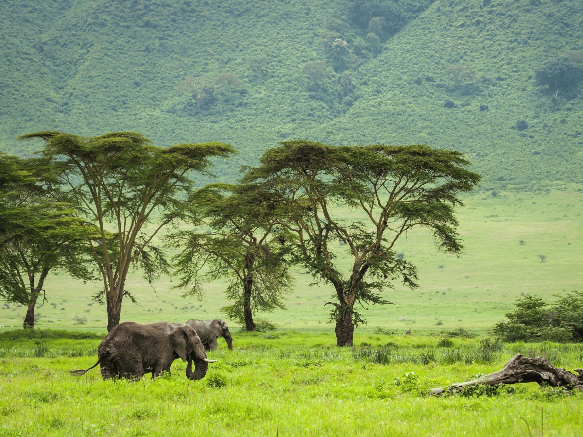 Pacotes de Viagem para Safari na Tanzânia
