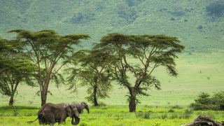 Pacotes de Viagem para Safari na Tanzânia