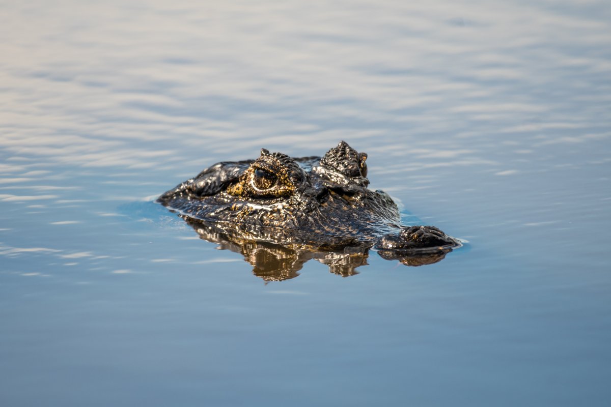 Pacotes de Viagem para o Pantanal na Pousada Aguapé