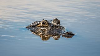 Pacotes de Viagem para o Pantanal na Pousada Aguapé