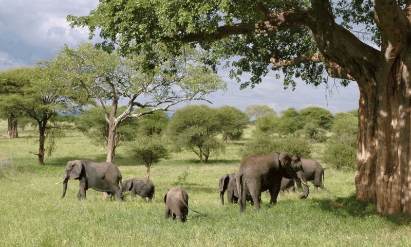 Tanzânia - Sky Safari 