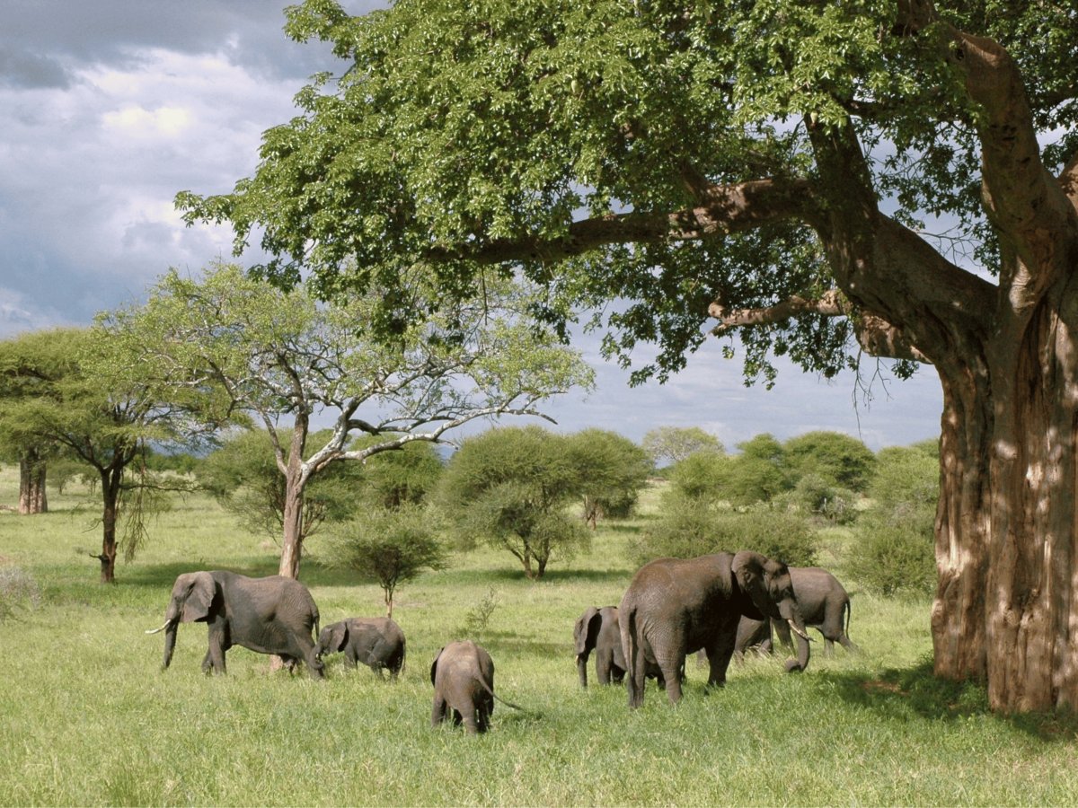 Pacotes de Viagem para Safari na Tanzânia