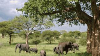 Pacotes de Viagem para Safari na Tanzânia
