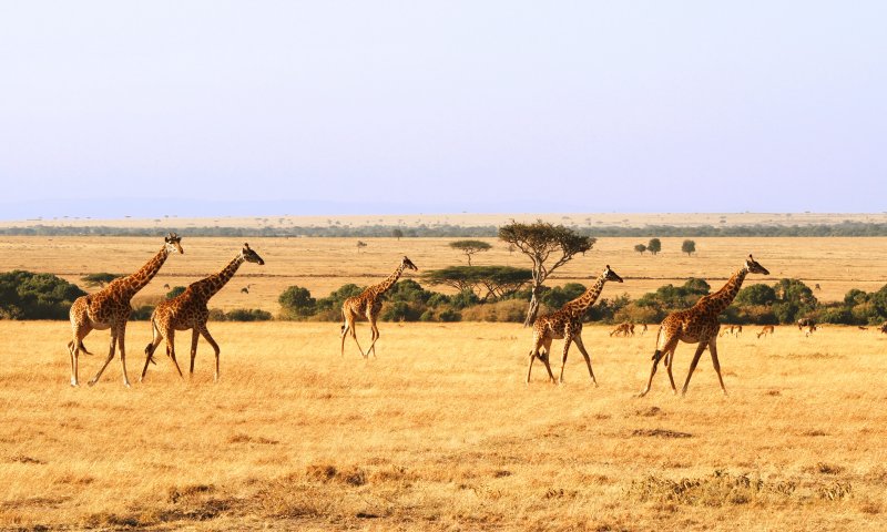 Safári no Quênia - Great Plains Conservation