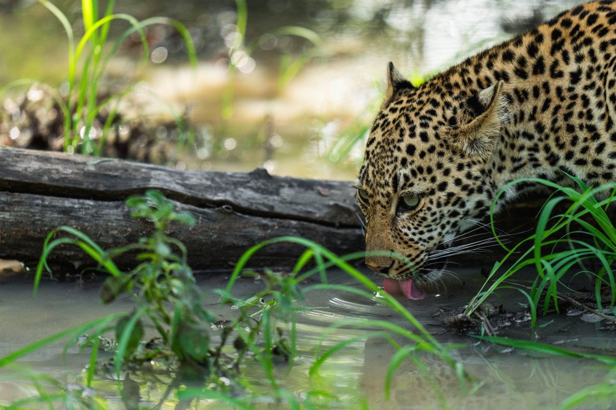 Pacote de Viagem para África do Sul com MalaMala Reserve