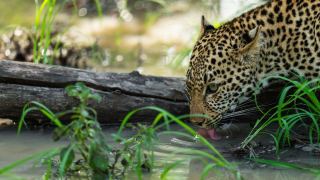 Pacote de Viagem para África do Sul com MalaMala Reserve