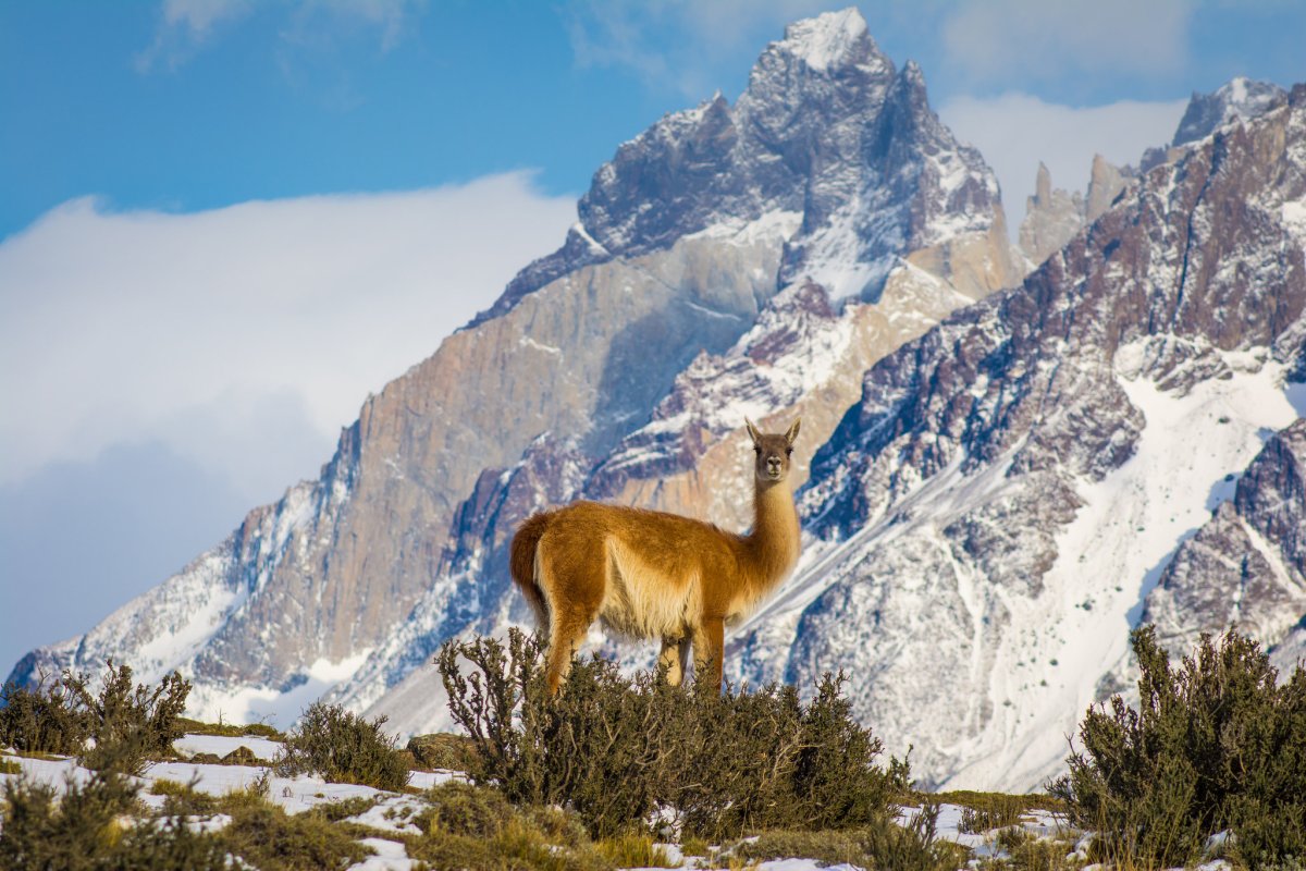 Pacotes de Viagem para Patagônia Chilena Torres del Paine