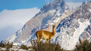 Pacotes de Viagem para Patagônia Chilena Torres del Paine