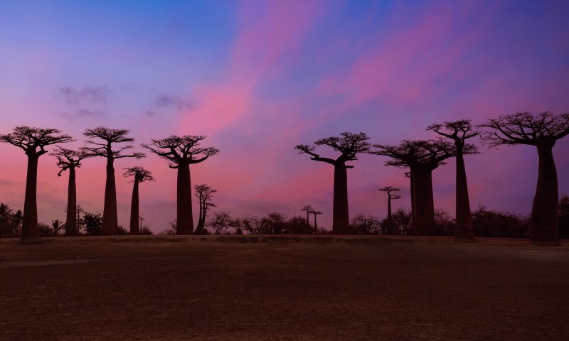 Madagascar - Essências do Sul