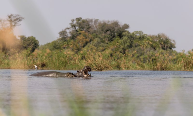  Botswana Maravilhosa by African Bush Camps 
