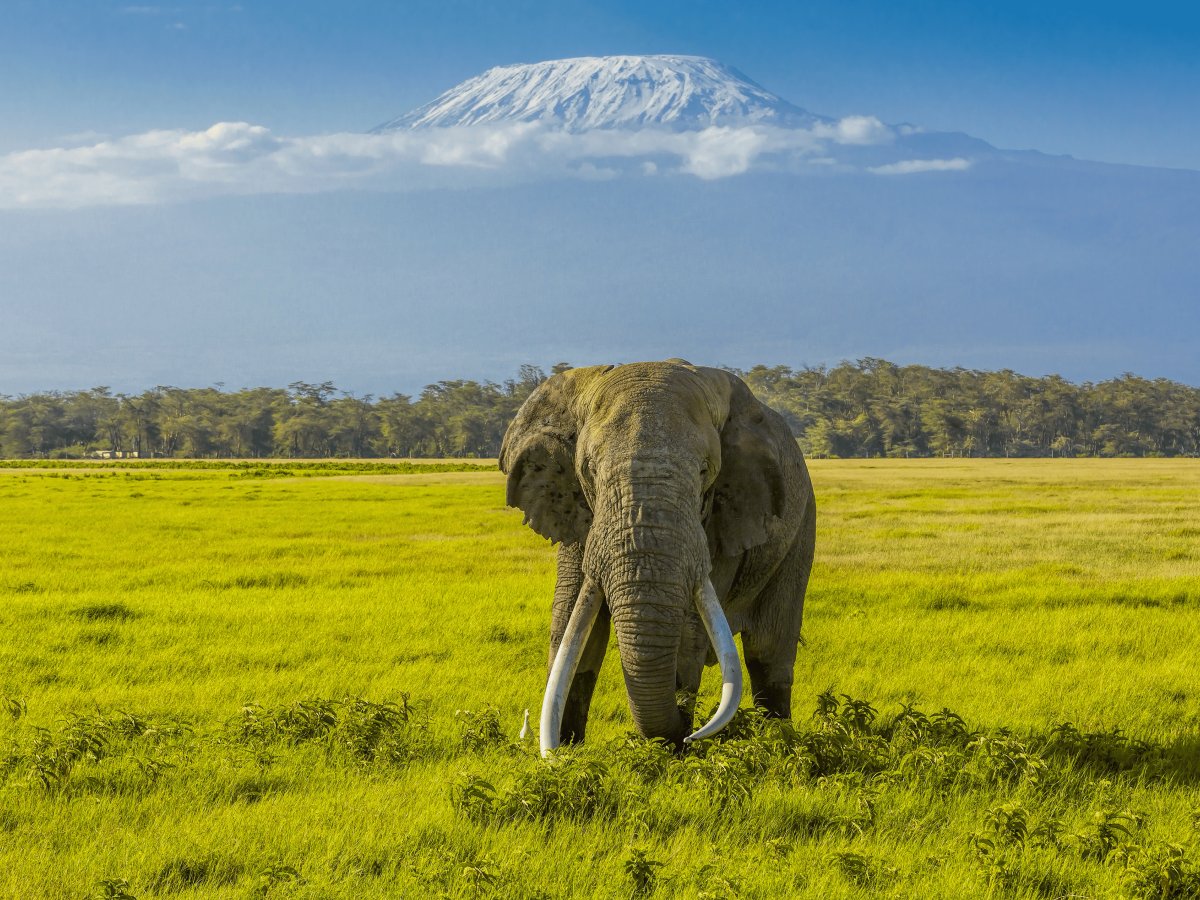 Pacotes de Viagem para Safari na Tanzânia