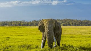 Pacotes de Viagem para Safari na Tanzânia