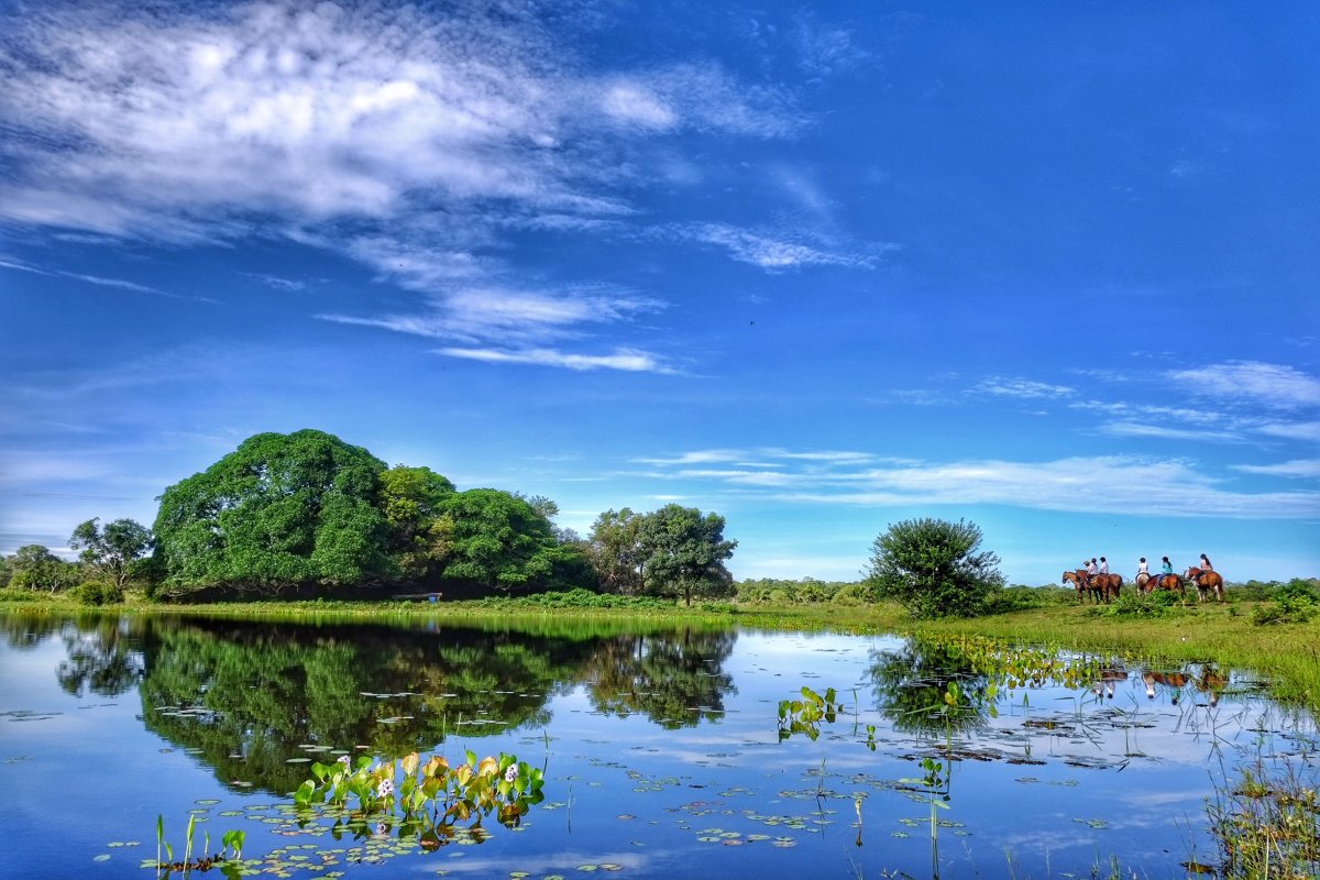 Pacotes de Viagem para o Pantanal na Pousada Aguapé