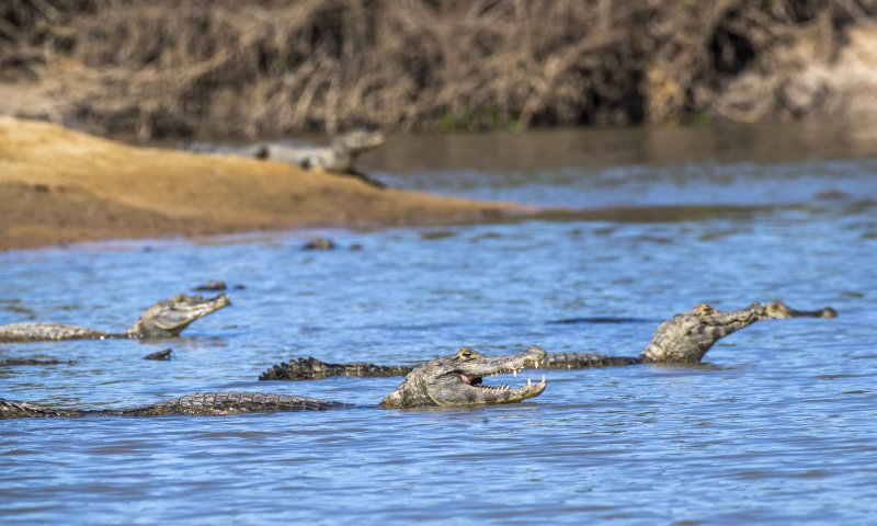 Bonito e Pantanal Sul - Fazenda San Francisco
