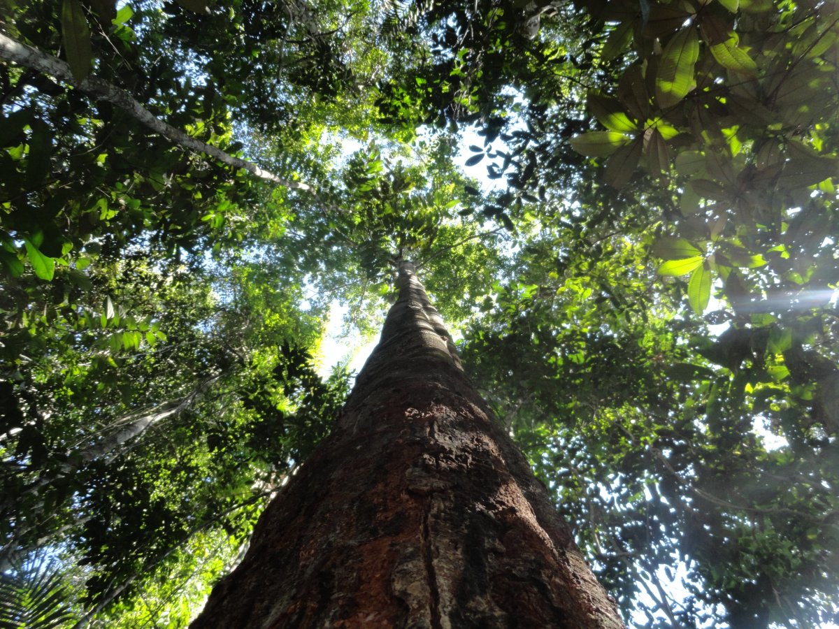 Pacote de Viagem para a Amazônia com Juma Amazon Lodge
