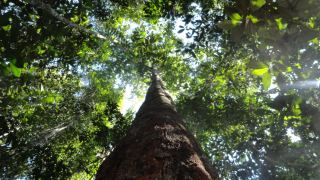 Pacote de Viagem para a Amazônia com Juma Amazon Lodge