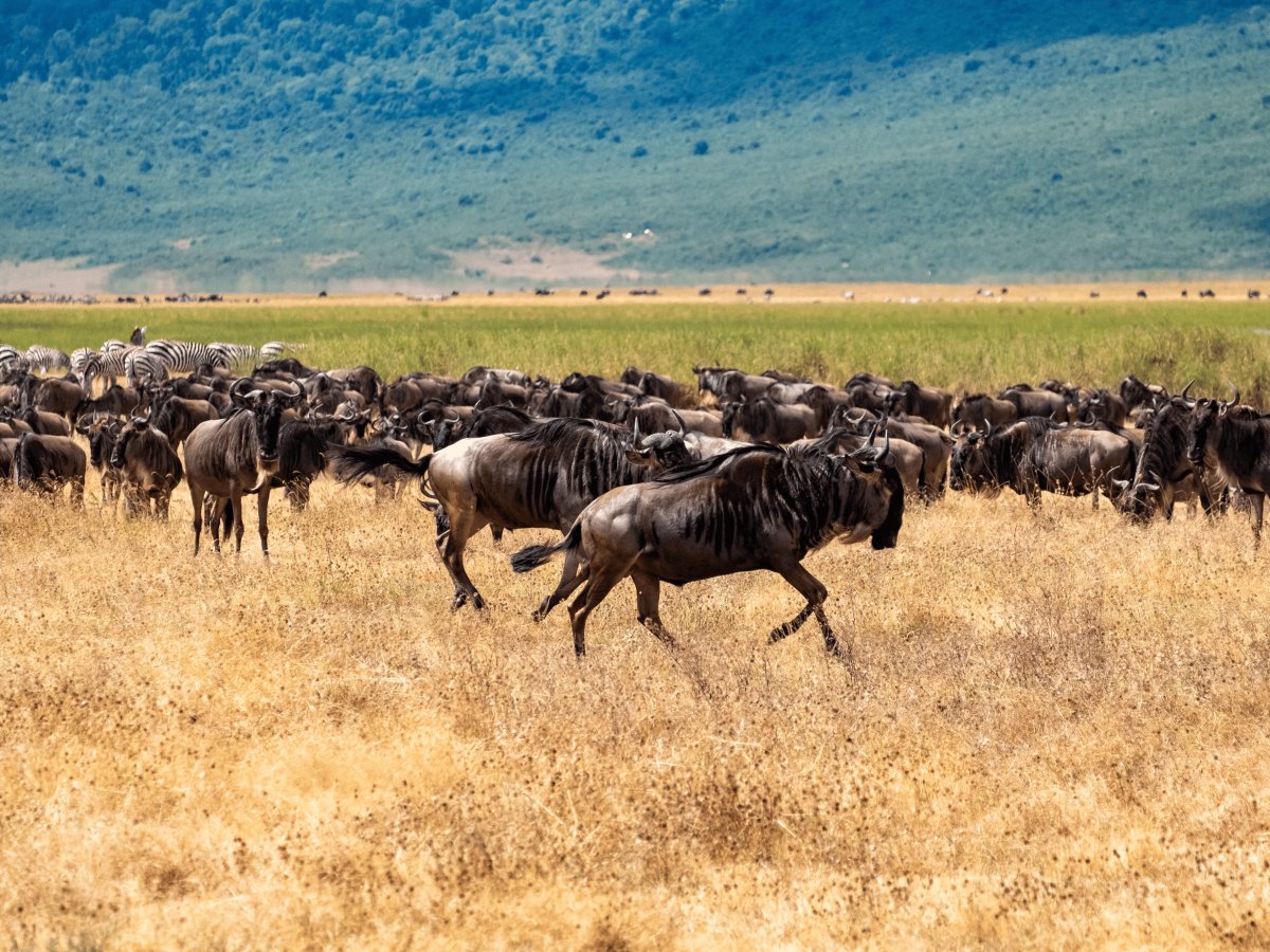 Pacotes de Viagem para Safari na Tanzânia