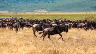Pacotes de Viagem para Safari na Tanzânia