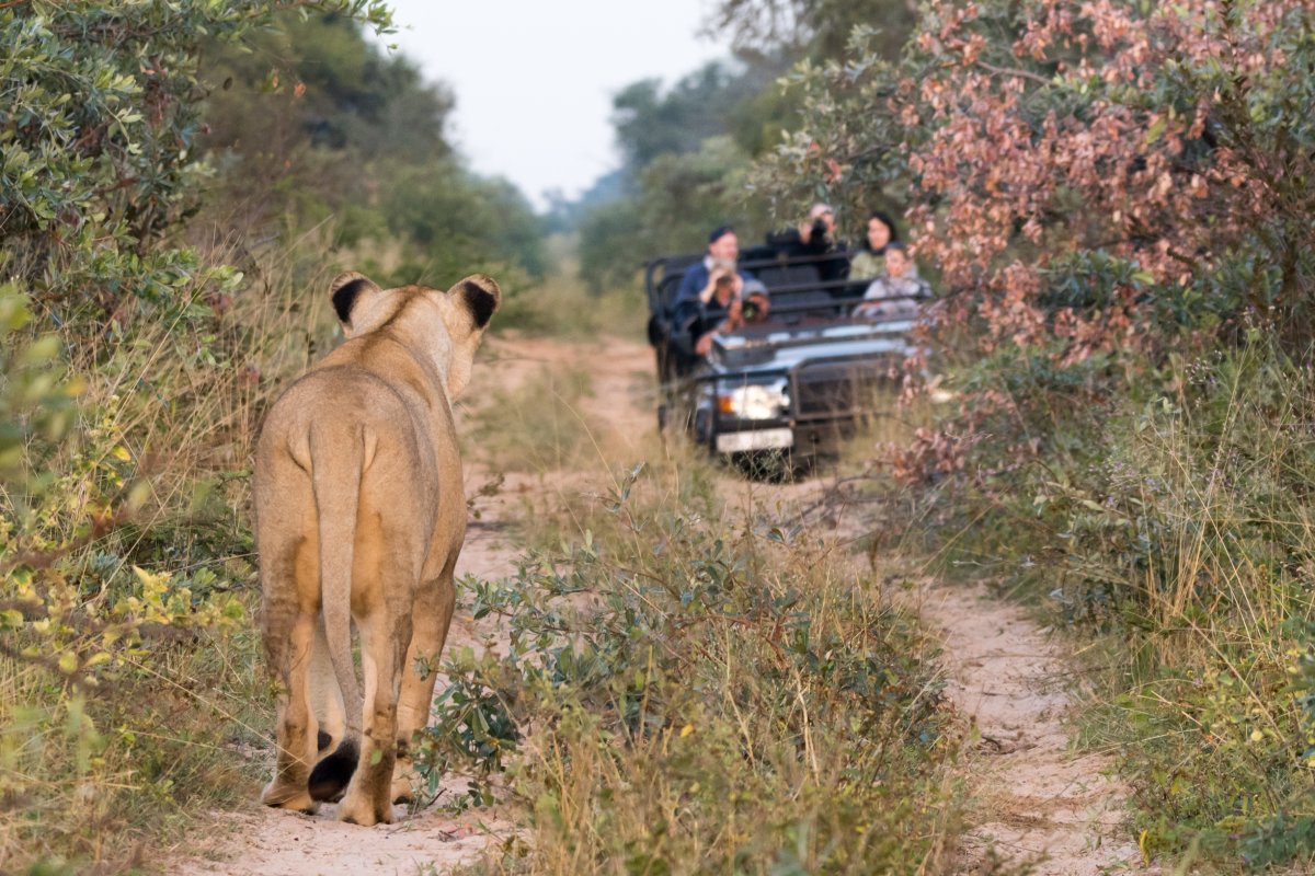 Pacote de Viagem para África do Sul Marakele National Park com Marataba Safari Lodge