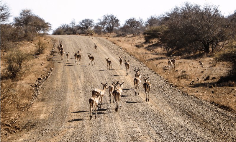 Moçambique & África do Sul