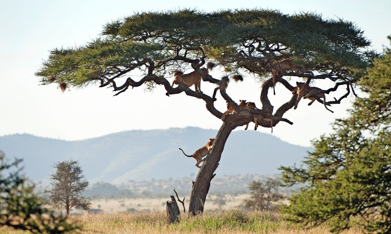 Safari de Luxo na Tanzânia