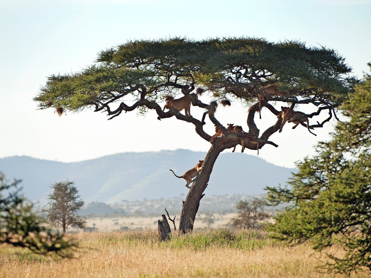 Pacotes de Viagem para Safari na Tanzânia