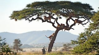 Pacotes de Viagem para Safari na Tanzânia