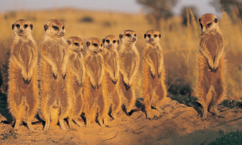 Botswana Imperdível by African Bush Camps 
