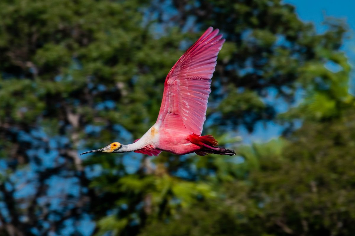Pacotes de Viagem para o Pantanal na Pousada Aguapé — Foto: Conselheiro Luiz