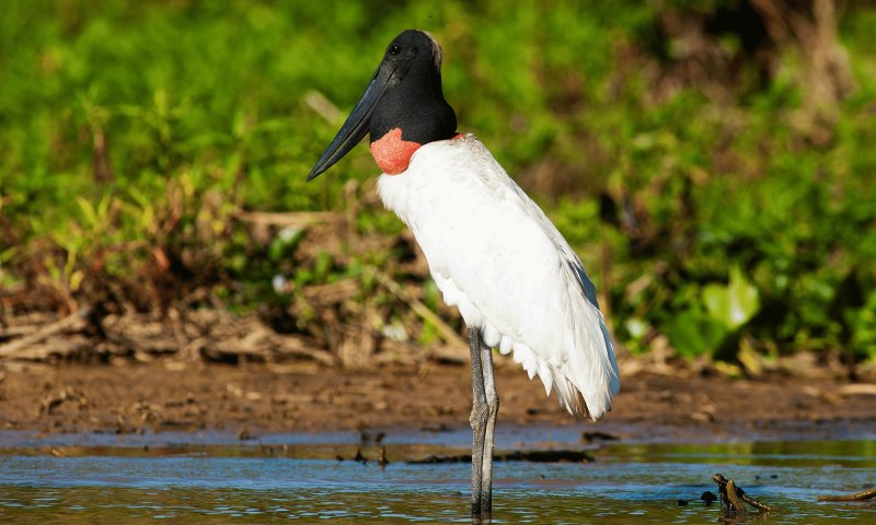 Pantanal Sul - Fazenda San Francisco