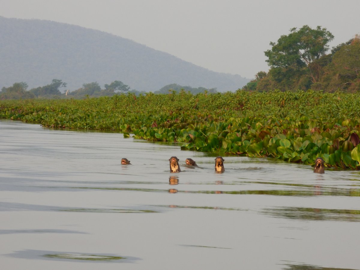 Pacotes de Viagem para o Pantanal Sul com Serra do Amolar
