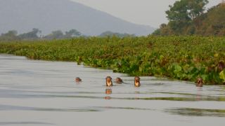 Pacotes de Viagem para o Pantanal Sul com Serra do Amolar